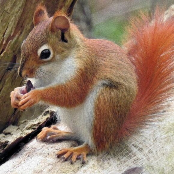 4x6 Cute Squirrel Eating Gorgeous Oil Painting Art Print - Picture 2 of 3